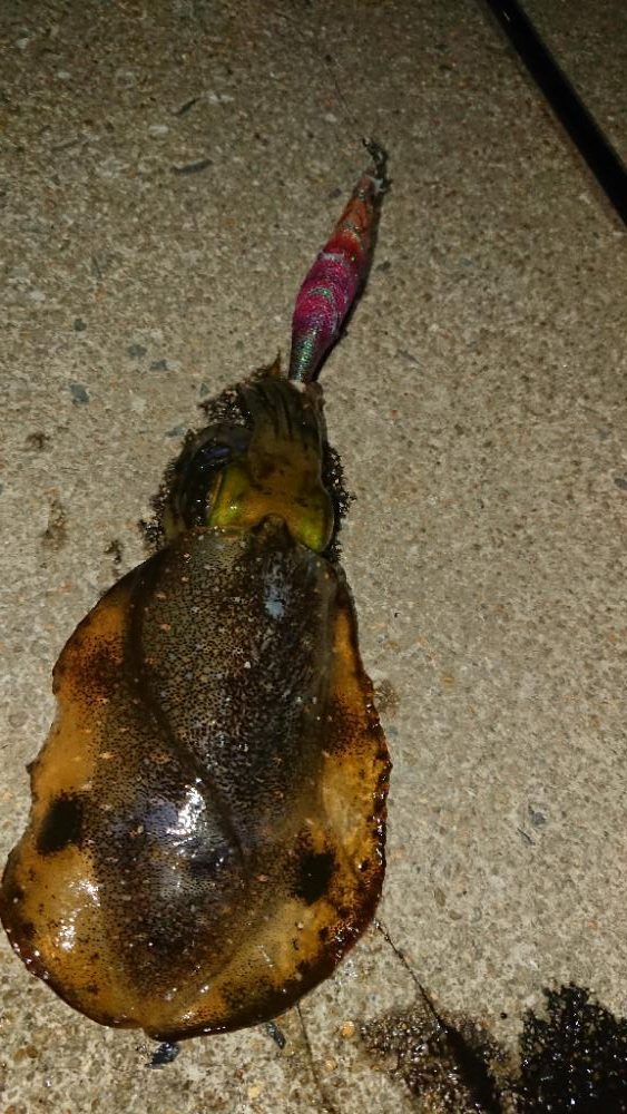 対馬エギング釣果