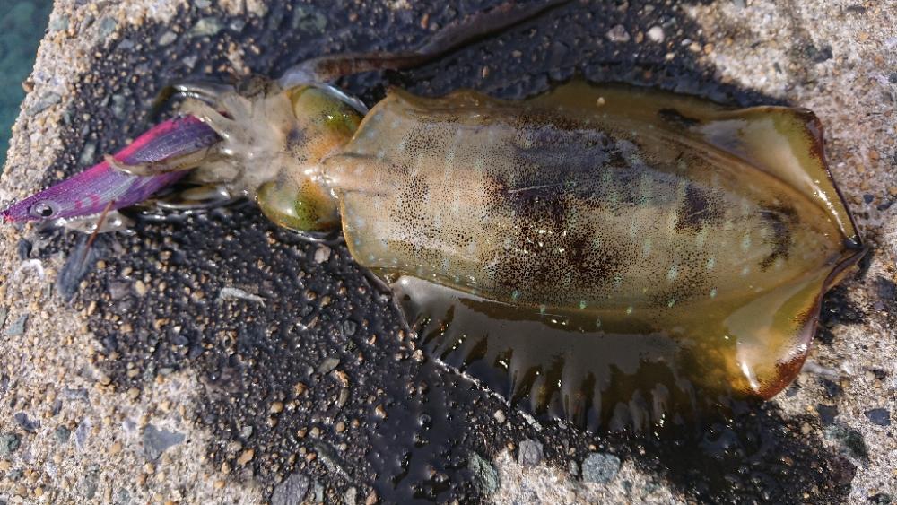 対馬エギング釣果