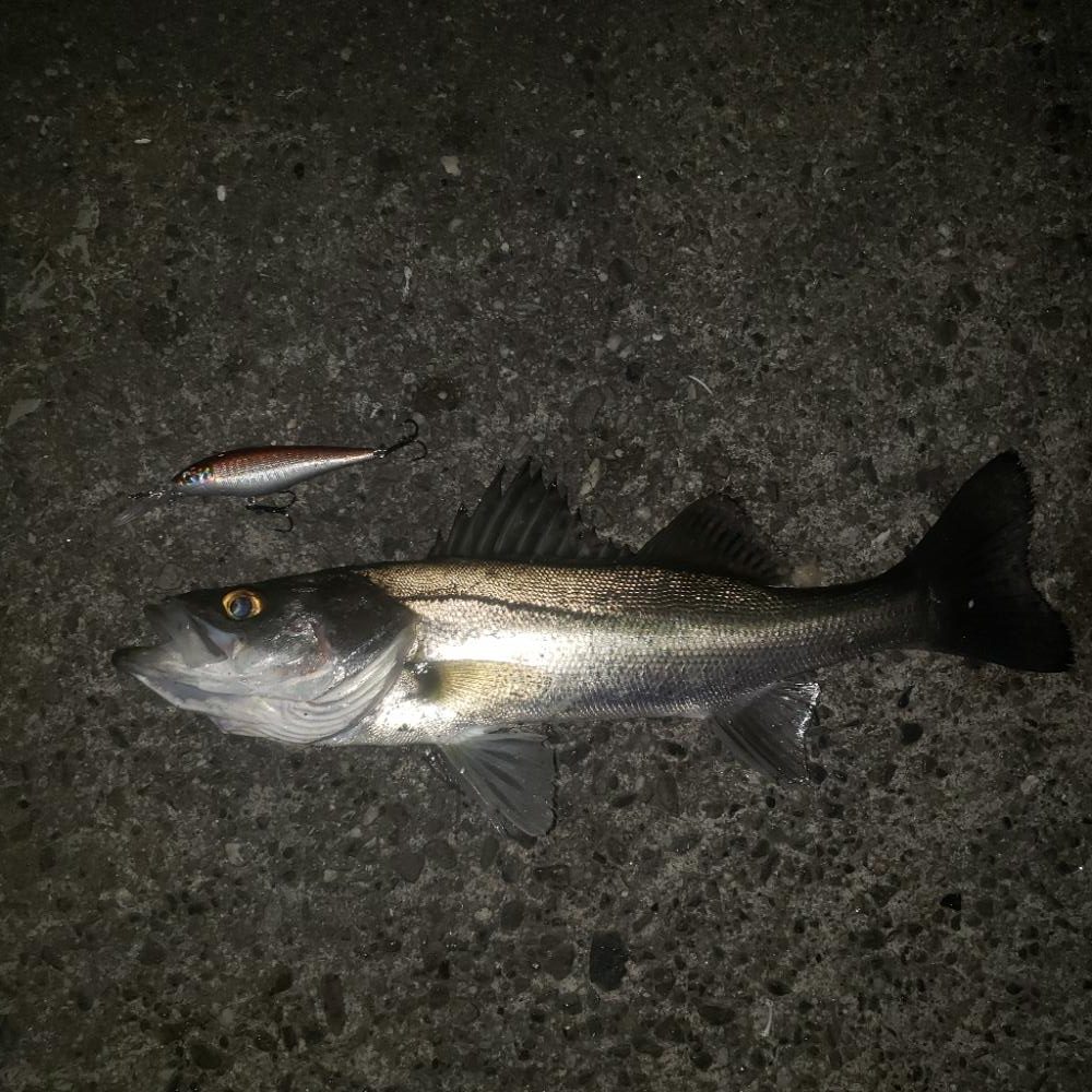 100均ルアーのチカラ！