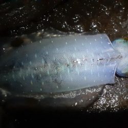 渋い磯釣りイカに癒され