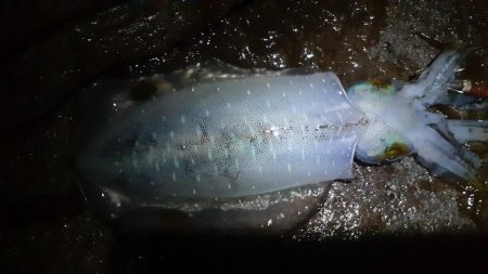 渋い磯釣りイカに癒され