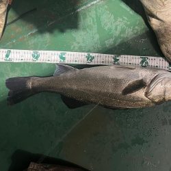 大分杵築沖　シーバス狙い