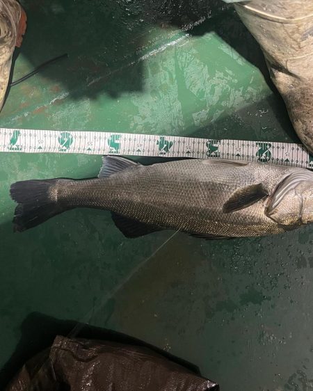 大分杵築沖　シーバス狙い