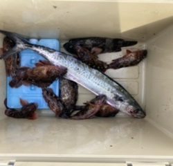 ショアジギング