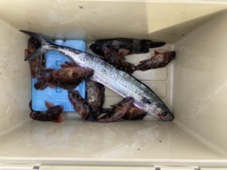 ショアジギング