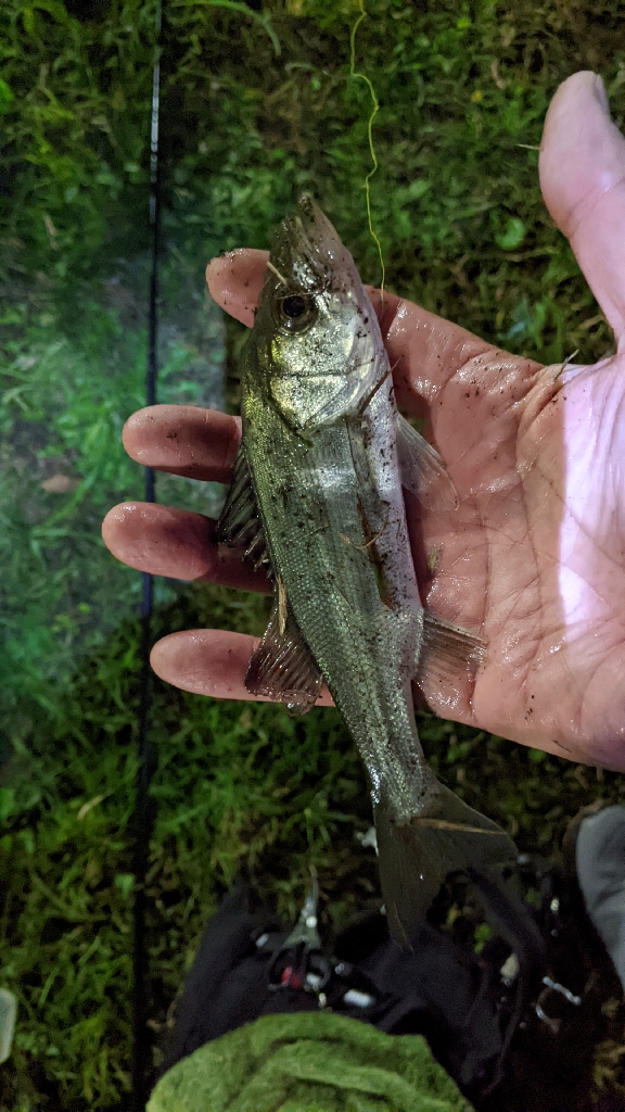 旧中川 落ちハゼ