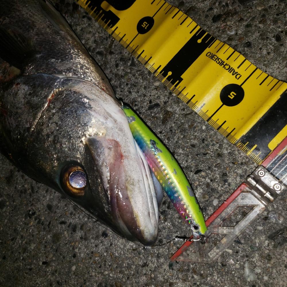 やっと釣れました！