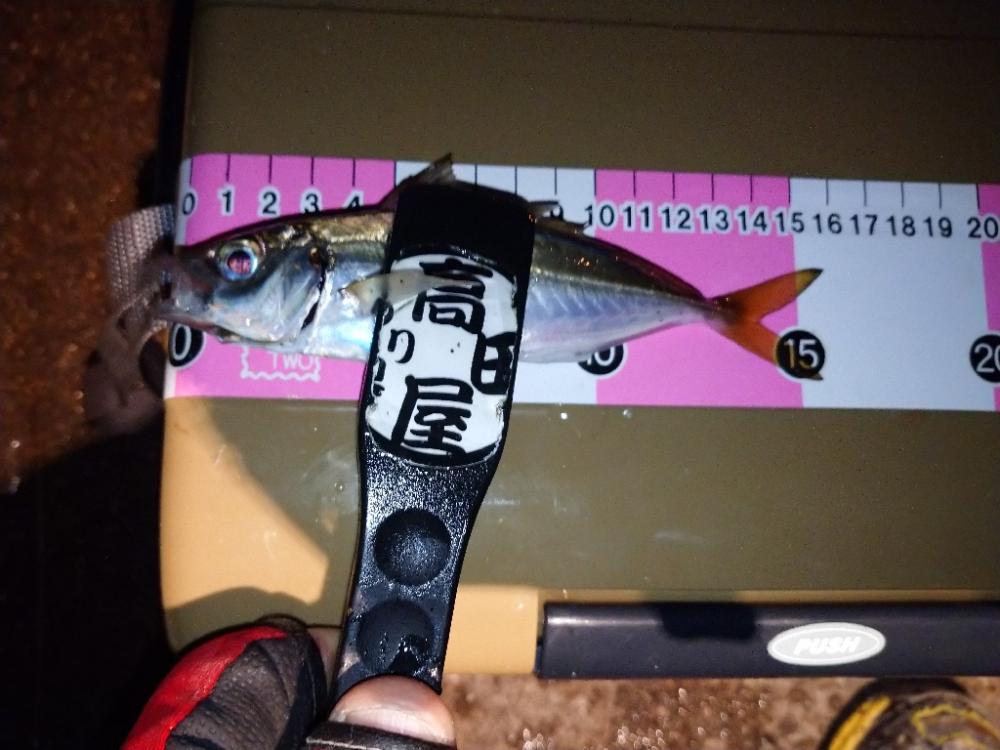 ご近所アジング