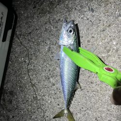 クーラー満タンアジ🐟