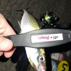 ちょー久しぶりのフロートアジング