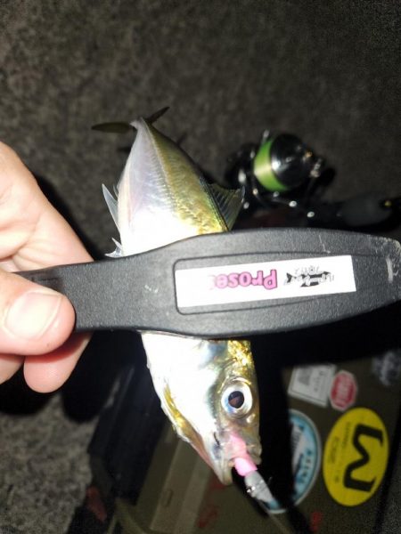 ちょー久しぶりのフロートアジング