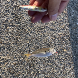 アジ釣り