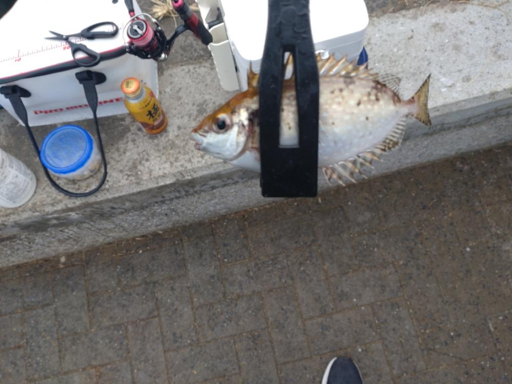 南港シーサイドコスモ