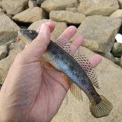 ハゼ釣り～なかなか