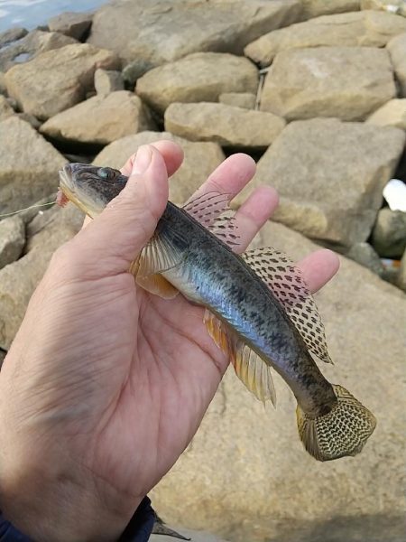 ハゼ釣り～なかなか