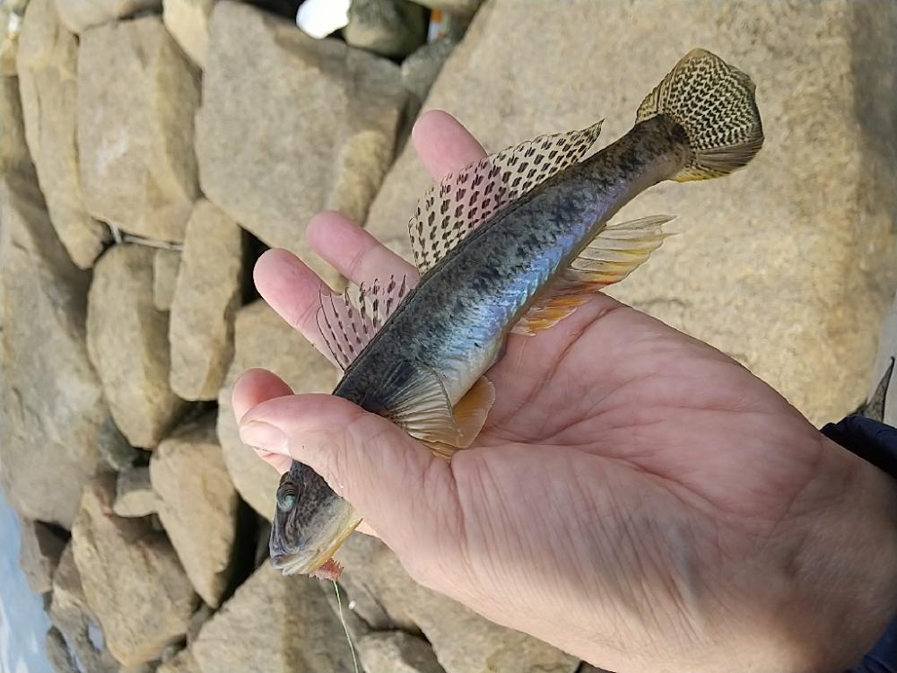 ハゼ釣り～なかなか