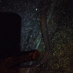 夜釣り、アナゴ調査