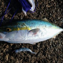 ロッド新調しライトショアジギング