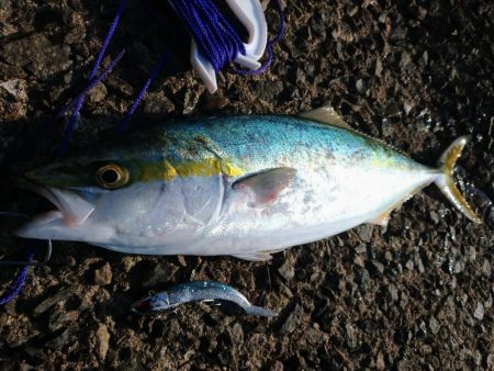 ロッド新調しライトショアジギング