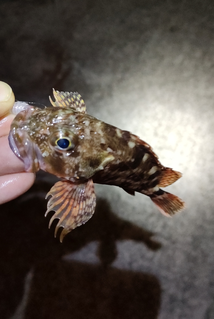 泉南エギングのつもりが…