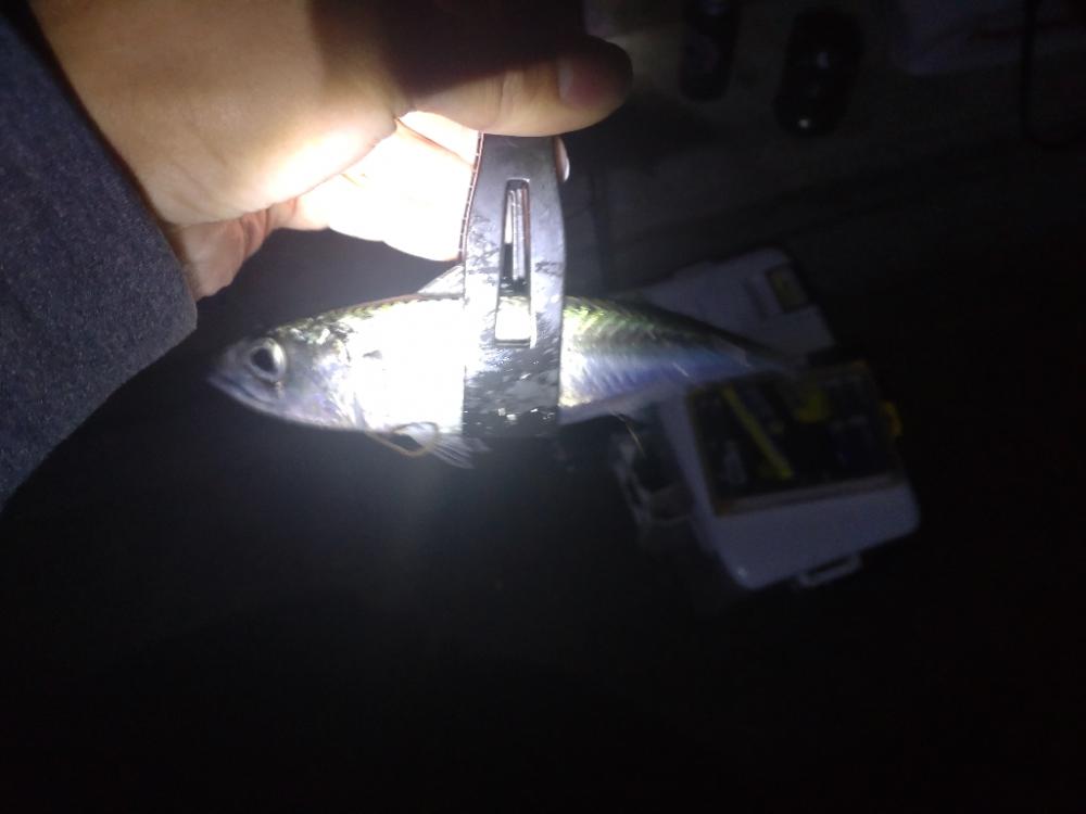 アジング南港にて