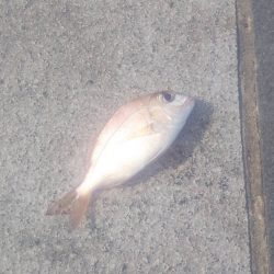 小物釣フィーバー