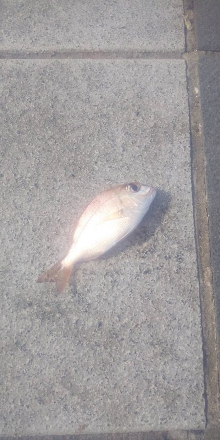 小物釣フィーバー