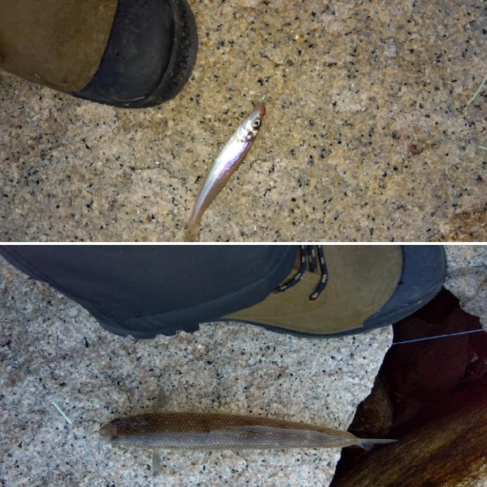 室津のキス釣り