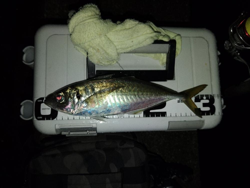 (尺アジ)フロートゲーム～