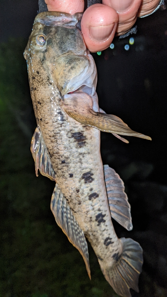 11月26日 旧中川ハゼ最強20cm！