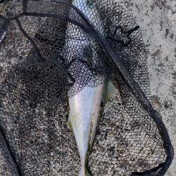 久しぶりのホーム戦