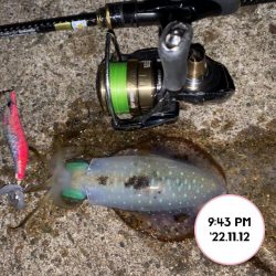 ナイトエギング