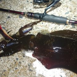 対馬エギング釣果