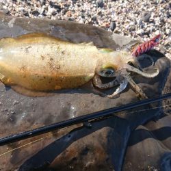 対馬エギング釣果