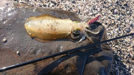 対馬エギング釣果