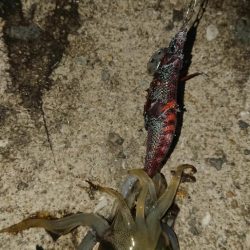 対馬エギング釣果