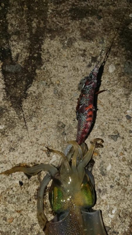 対馬エギング釣果