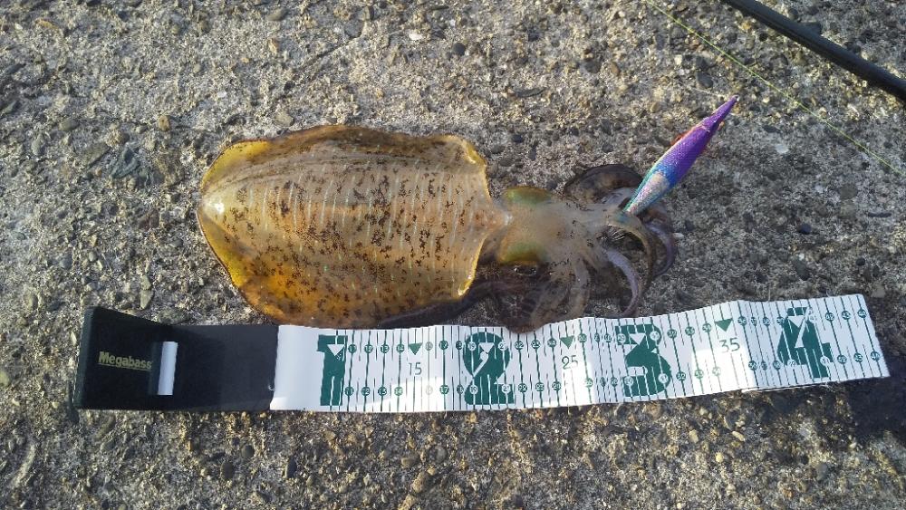 久しぶりのアオリイカ