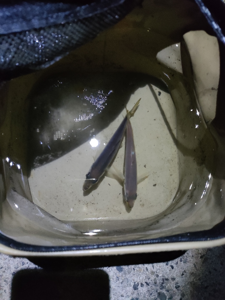 これで最後か。。。