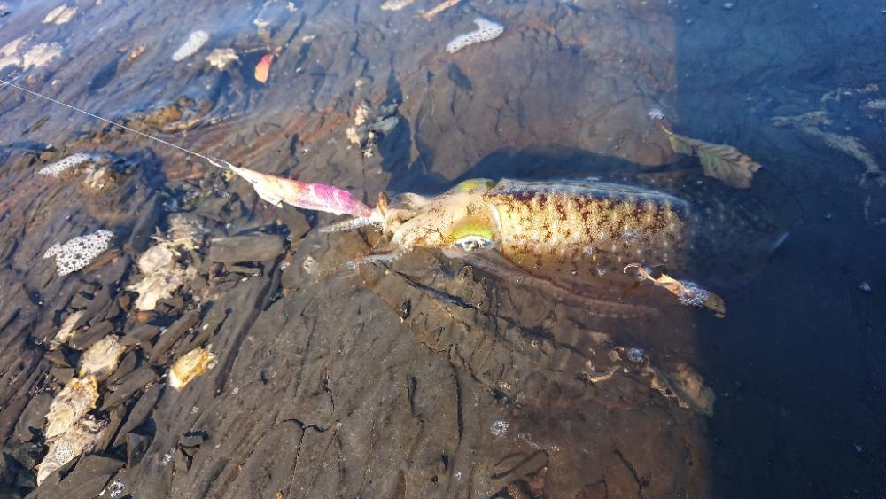 対馬エギング釣果