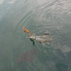対馬エギング釣果
