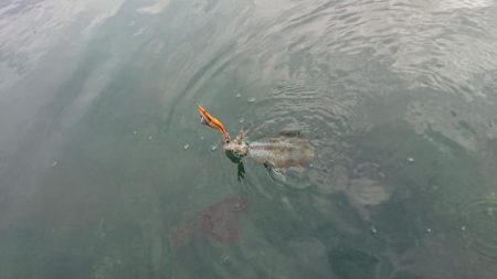 対馬エギング釣果