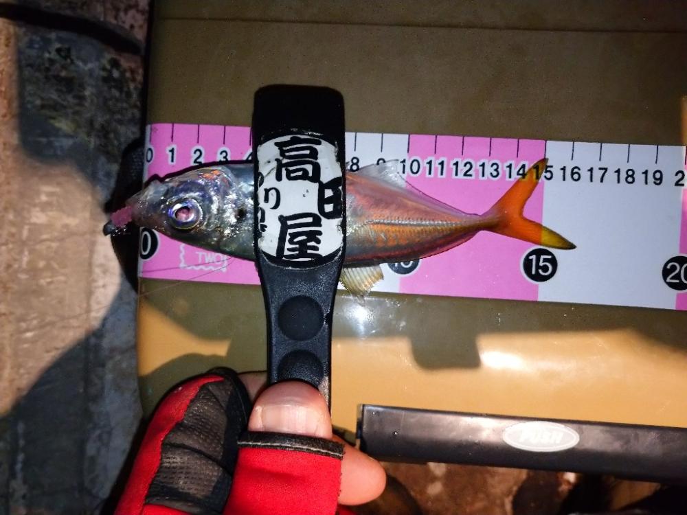 ご近所アジング