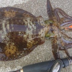 対馬エギング釣果