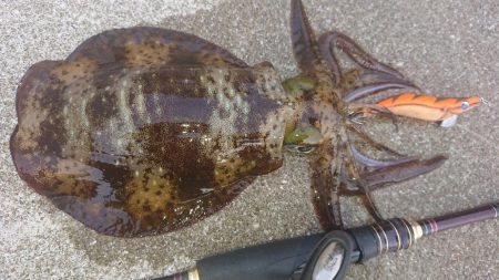 対馬エギング釣果