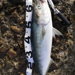 ショアジギングでメジ