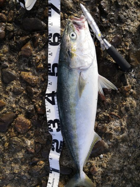 ショアジギングでメジ