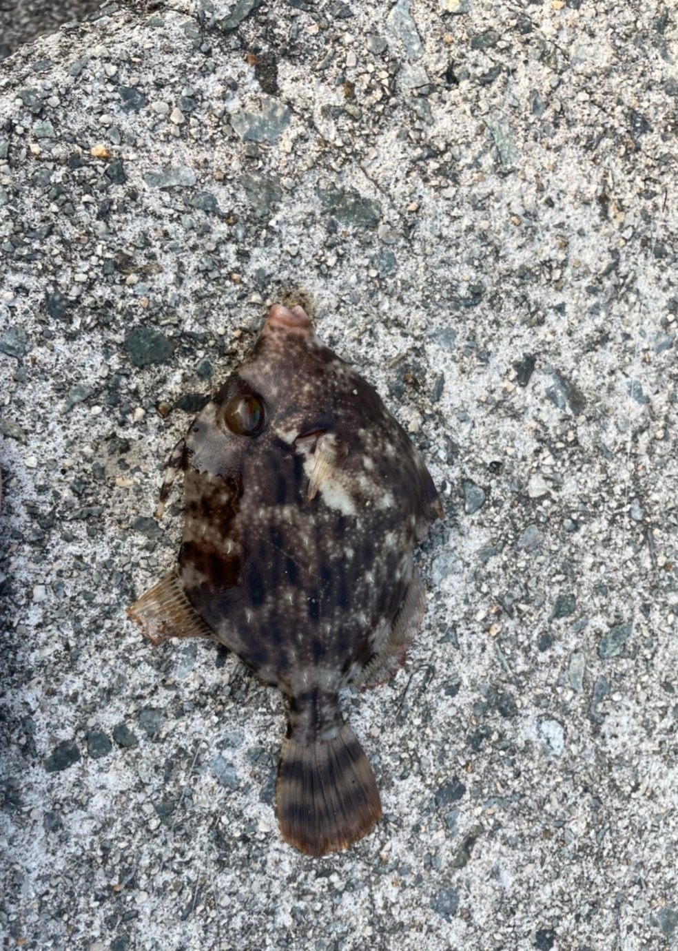 今シーズン最後かな