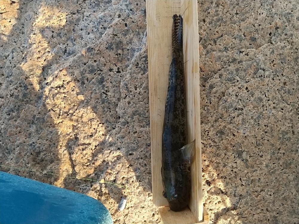 ハゼ釣り～今日も今日とて