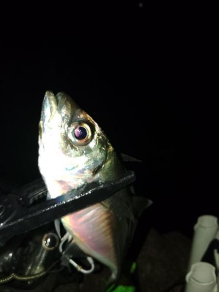 (尺アジ)フロートゲーム～